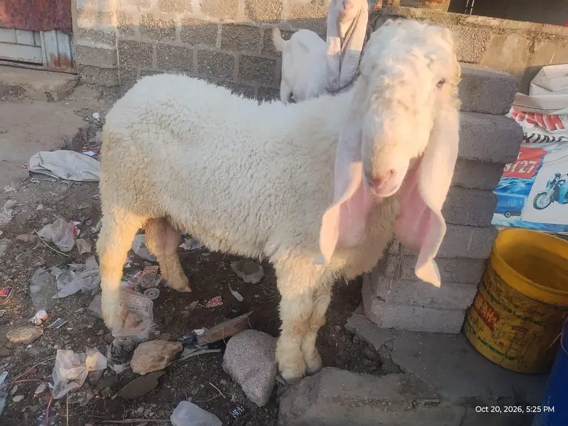 Masha Allah White Pure Kajla For Sale-Ghar Ka Pala Hua Hai — photo 2