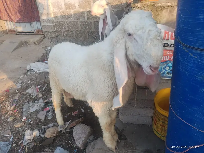 Masha Allah White Pure Kajla For Sale-Ghar Ka Pala Hua Hai — photo 3