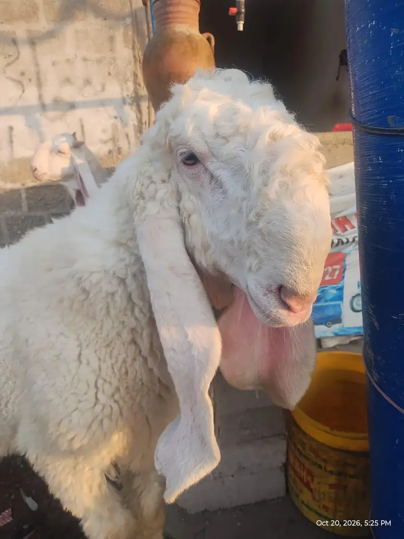 Masha Allah White Pure Kajla For Sale-Ghar Ka Pala Hua Hai — photo 4