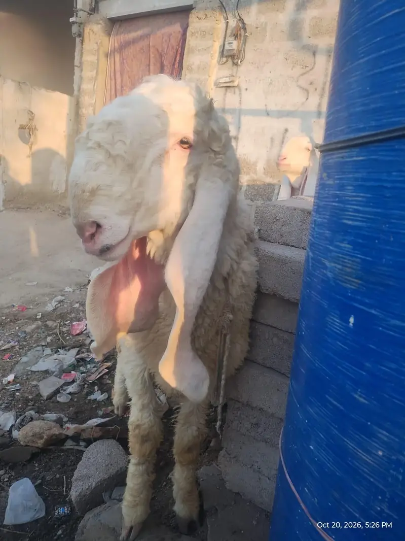 Masha Allah White Pure Kajla For Sale-Ghar Ka Pala Hua Hai — photo 5