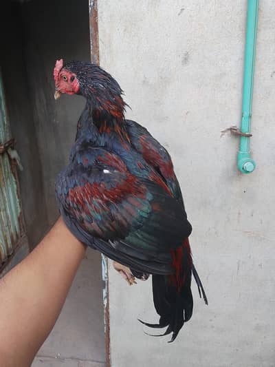 Patha available