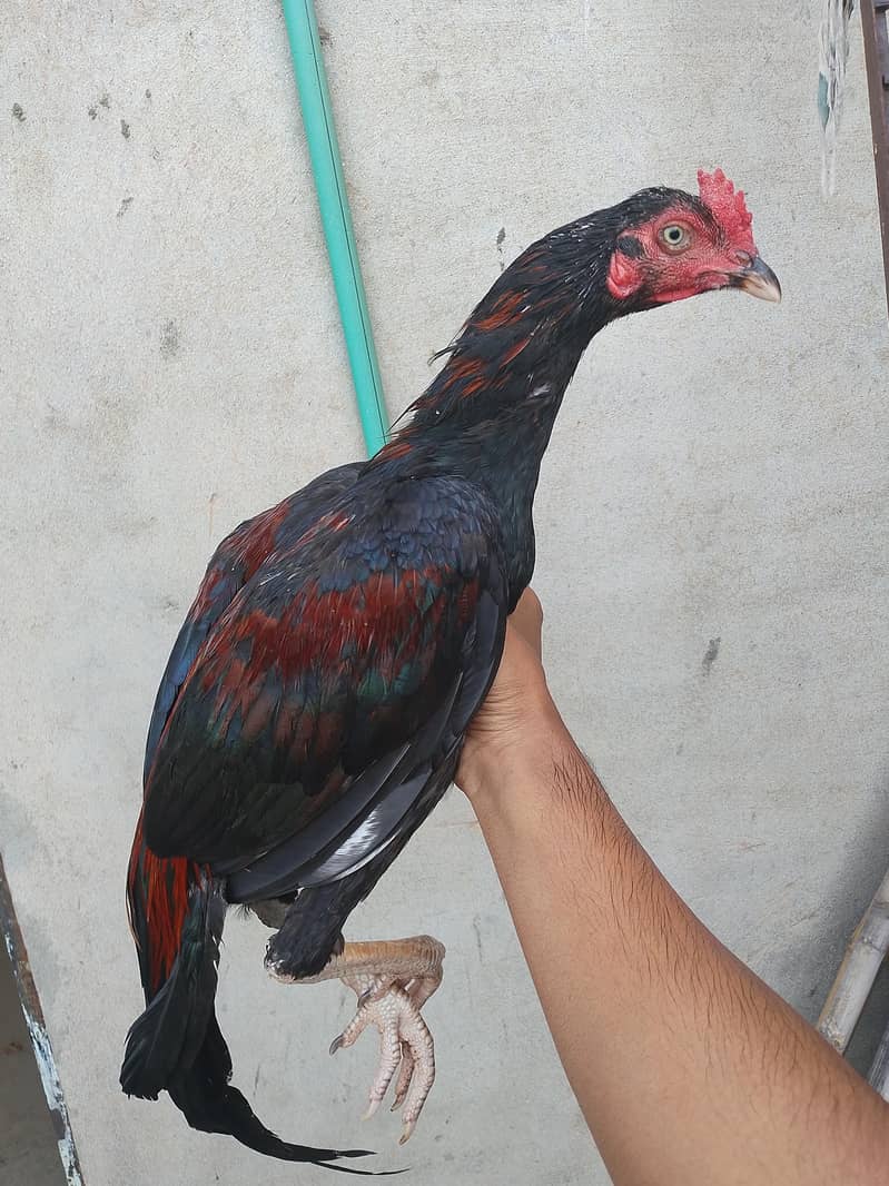 Patha available 1
