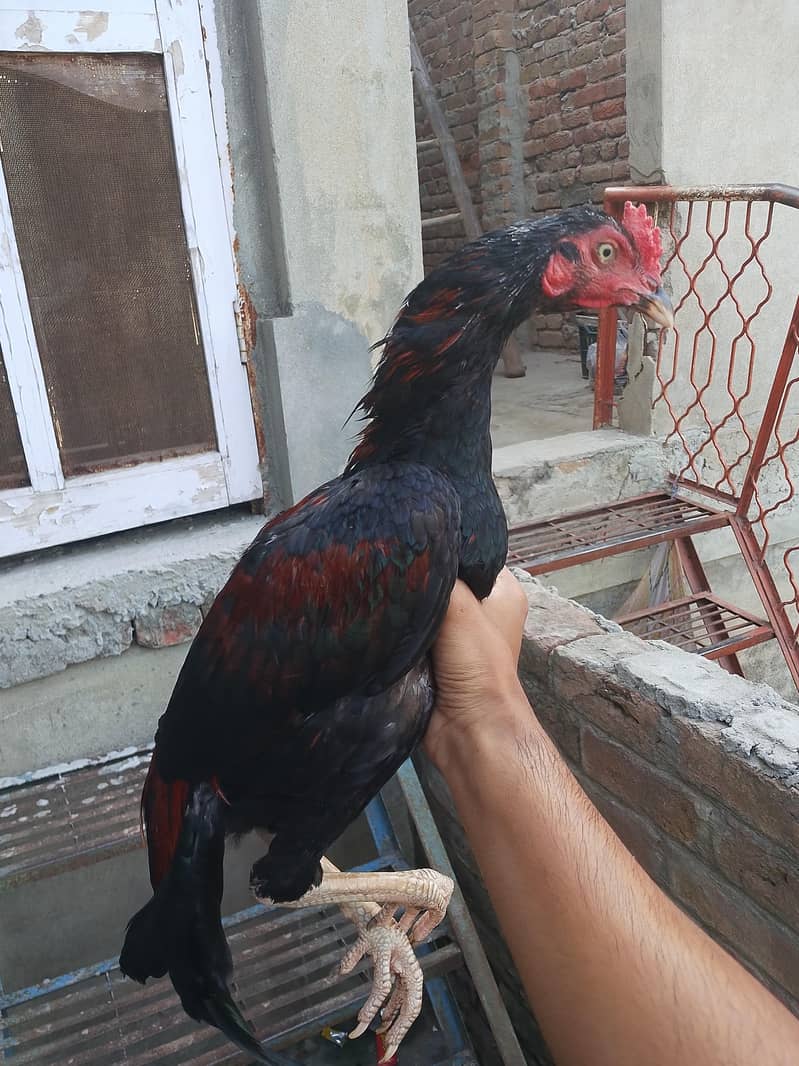 Patha available 2