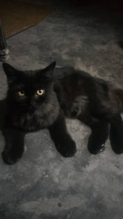 Male cat for sale