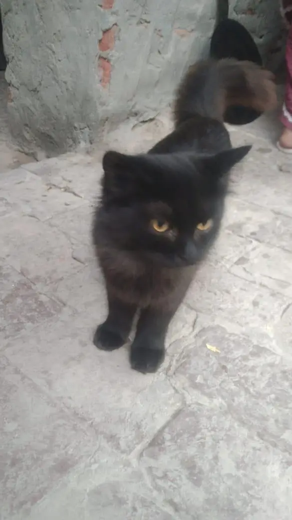 Male cat for sale — photo 2