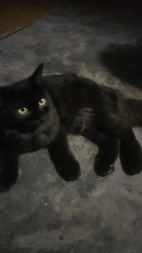 Male cat for sale — photo 3