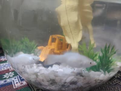 fish and bowl for sale.
