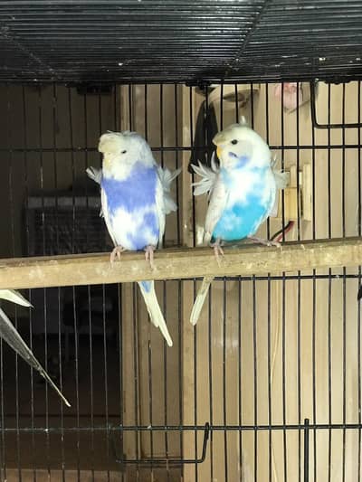 Pied Hagoromo Double Flower Bonded Pair | Ready to Breed | Rawalpindi