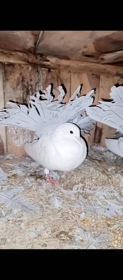 Modern English silver double fantail pigeons