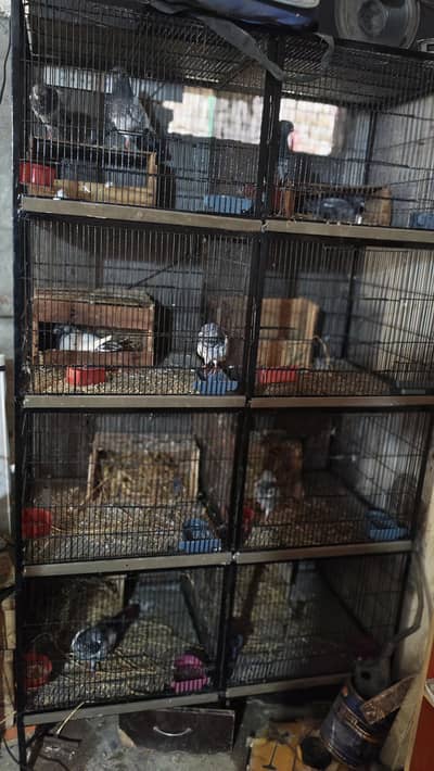 Cage of Pigeon