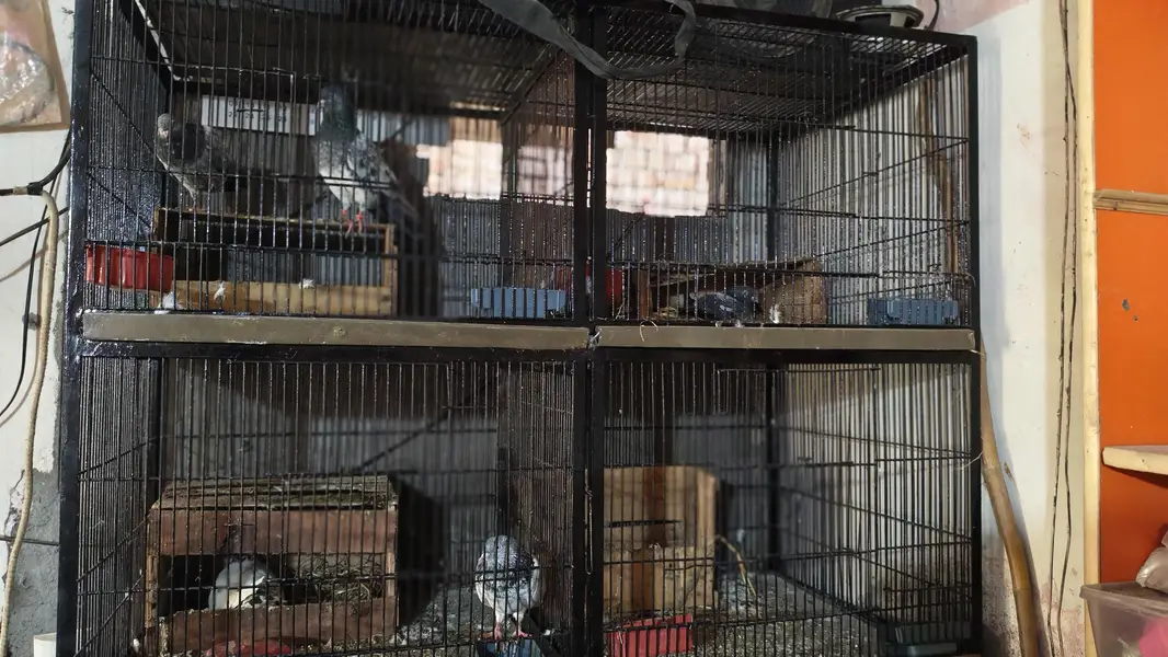 Cage of Pigeon — photo 3