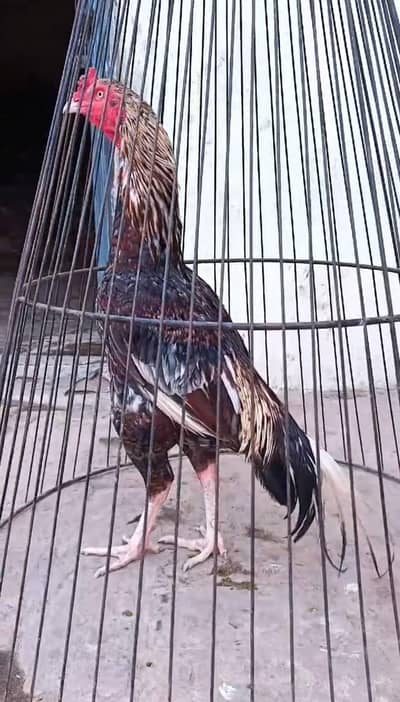 saleta murgha.   03078915591
