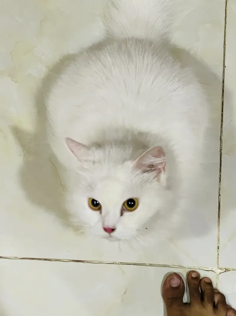 FEMALE CAT FOR SELL — photo 3