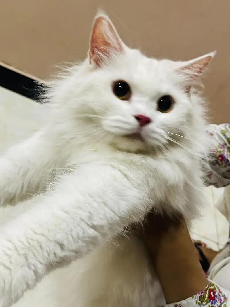 FEMALE CAT FOR SELL — photo 5