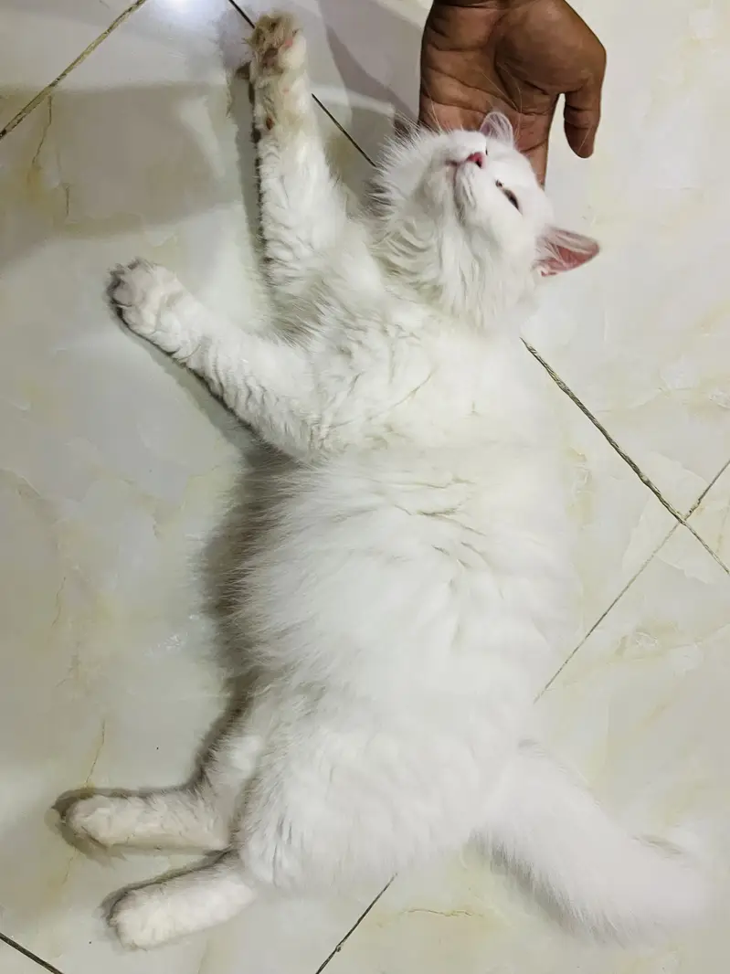 FEMALE CAT FOR SELL — photo 6