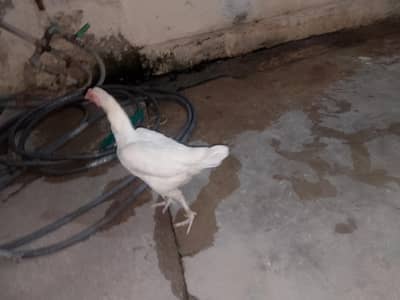 aseel paper white heere murgi