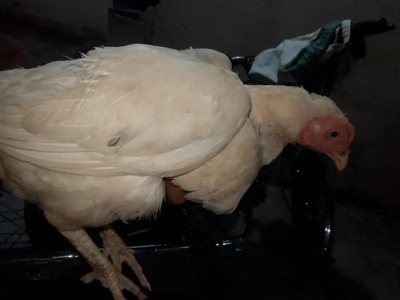 aseel paper white heere murgi — photo 3