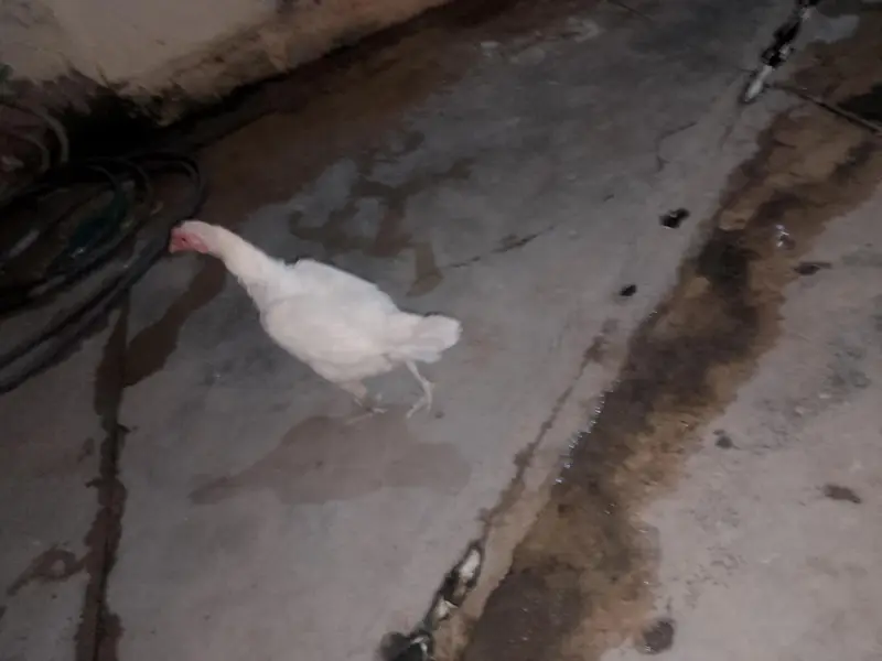 aseel paper white heere murgi — photo 5