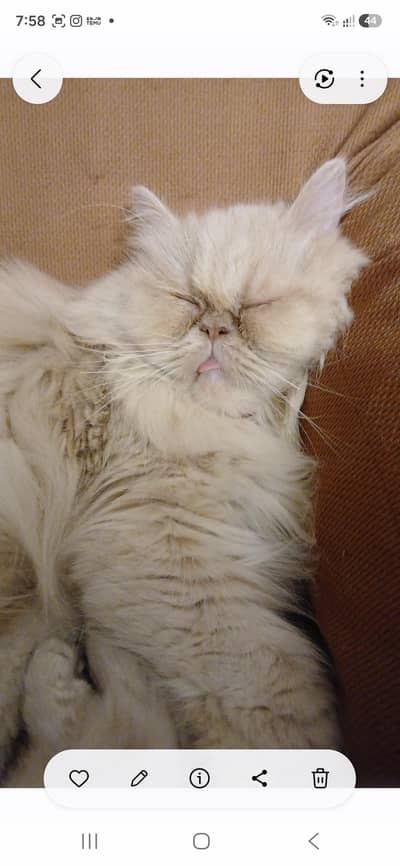 Persian  cats 2nu female  ak 2 sal ki ha ak 1 sal ki