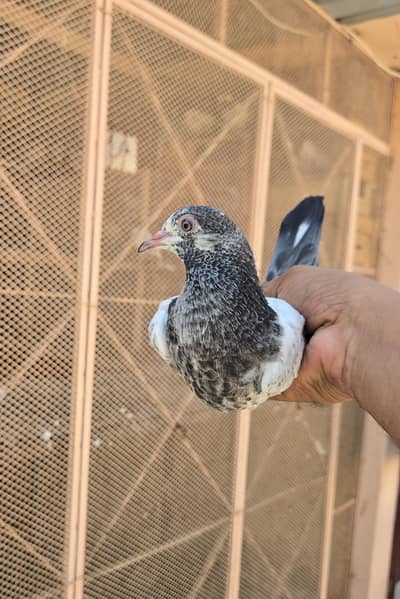 Teddy patthy/Teddi 8kali/kabootar/Pigeon/Pair/Single Female Male.