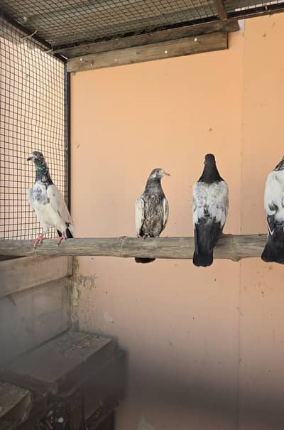 Teddy patthy/Teddi 8kali/kabootar/Pigeon/Pair/Single Female Male.