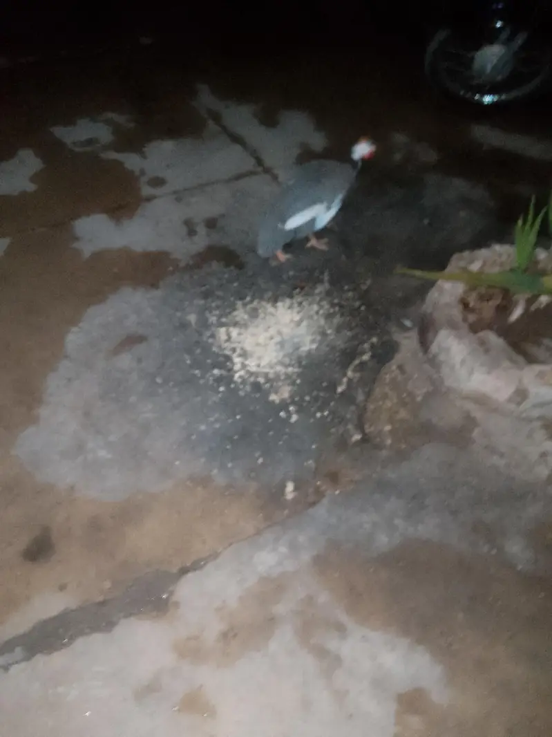 chini murgi ha all ok ha active ha — photo 3