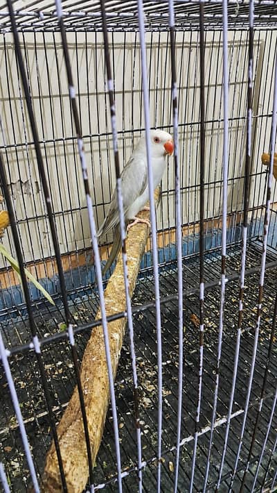 salety breeder female
