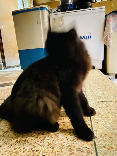 Black persian male