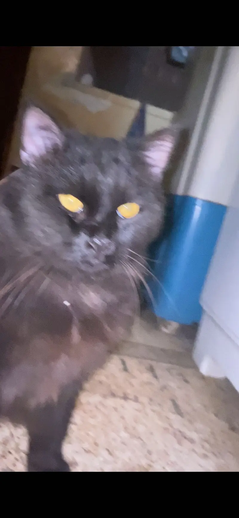 Black persian male — photo 2