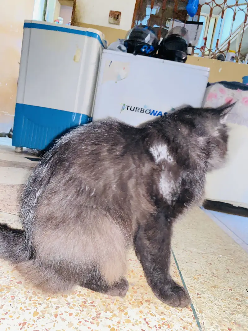 Black persian male — photo 3