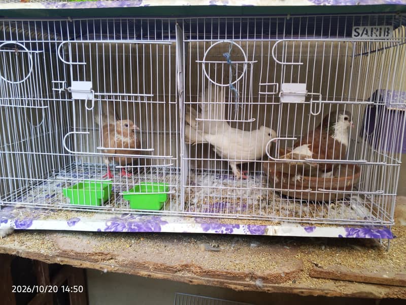 cocktail lovebirds java finch Australian pegging  alll bird's and cags 0