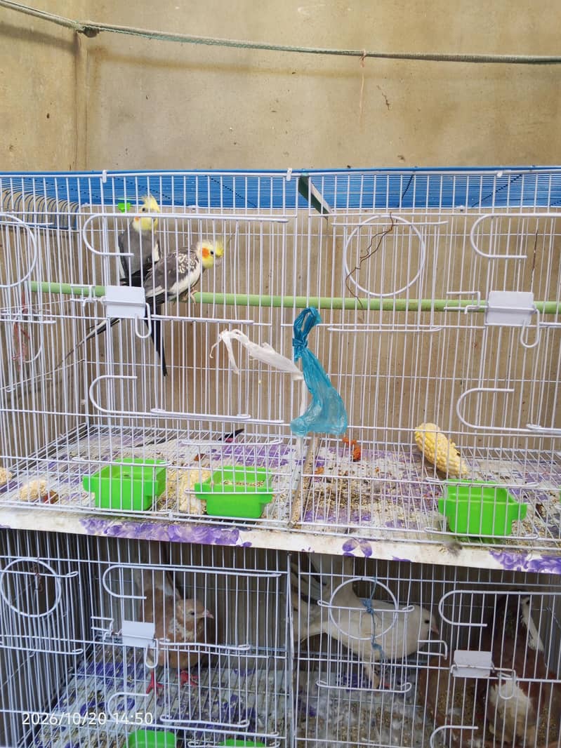 cocktail lovebirds java finch Australian pegging  alll bird's and cags 1