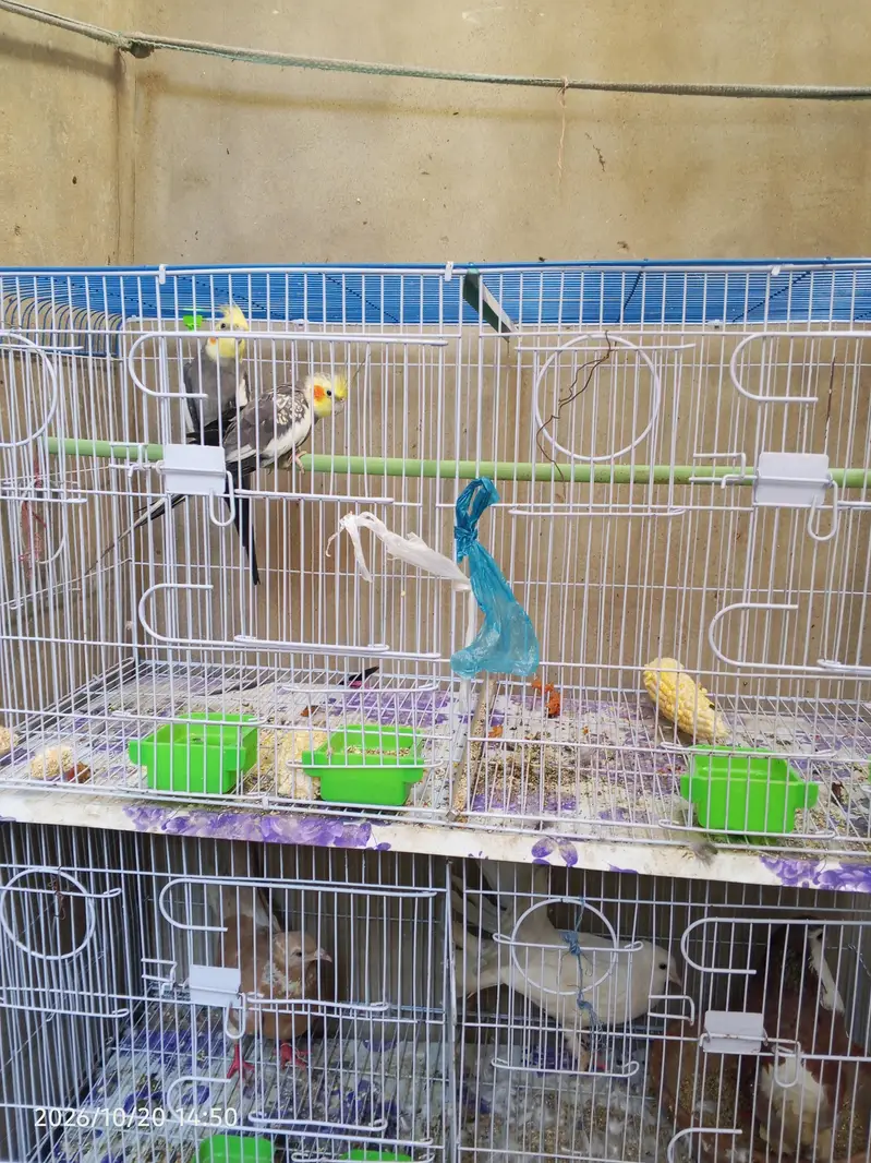 cocktail lovebirds java finch Australian pegging  alll bird's and cags — photo 2
