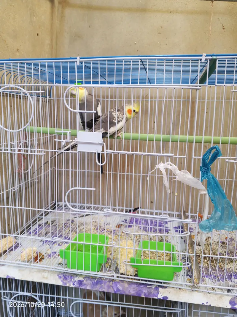 cocktail lovebirds java finch Australian pegging  alll bird's and cags — photo 3