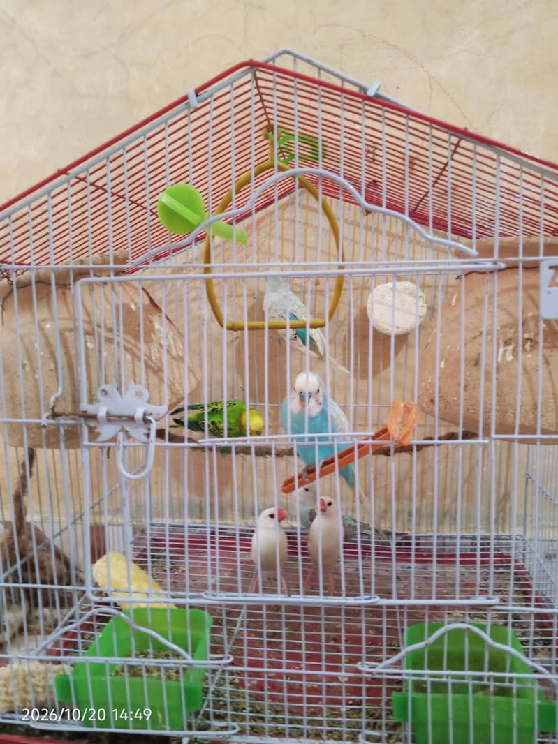 cocktail lovebirds java finch Australian pegging  alll bird's and cags 3