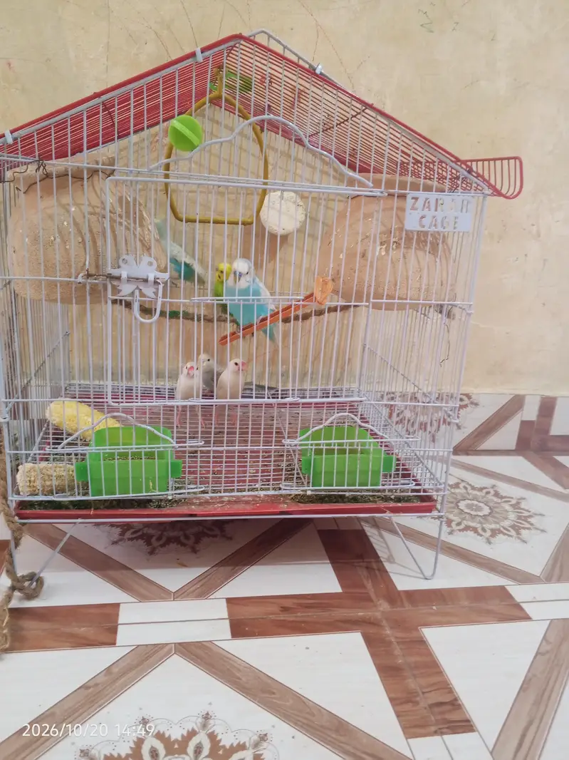 cocktail lovebirds java finch Australian pegging  alll bird's and cags — photo 5