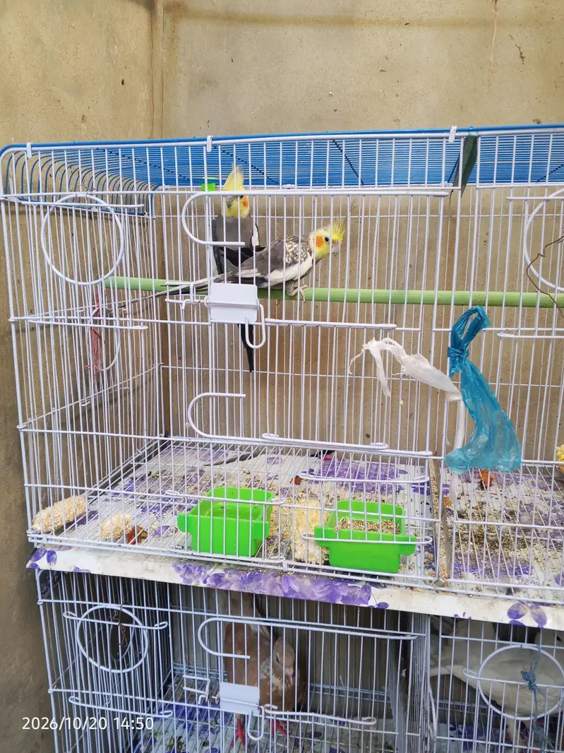 cocktail lovebirds java finch Australian pegging  alll bird's and cags — photo 6