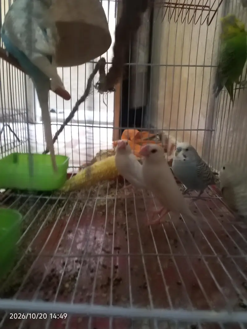 cocktail lovebirds java finch Australian pegging  alll bird's and cags — photo 7