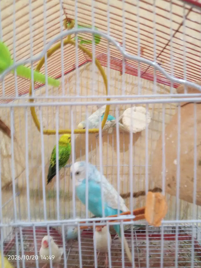 cocktail lovebirds java finch Australian pegging  alll bird's and cags — photo 8