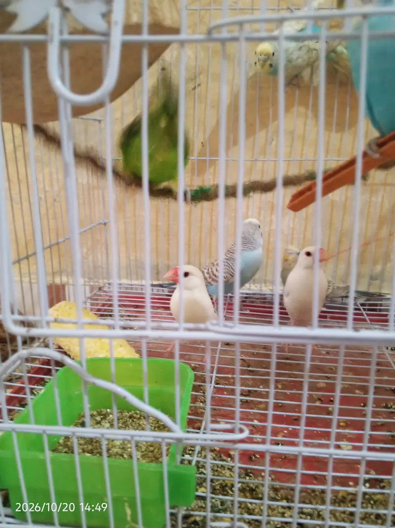 cocktail lovebirds java finch Australian pegging  alll bird's and cags — photo 9