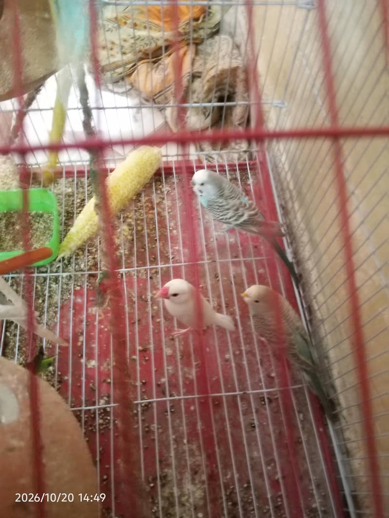 cocktail lovebirds java finch Australian pegging  alll bird's and cags 9