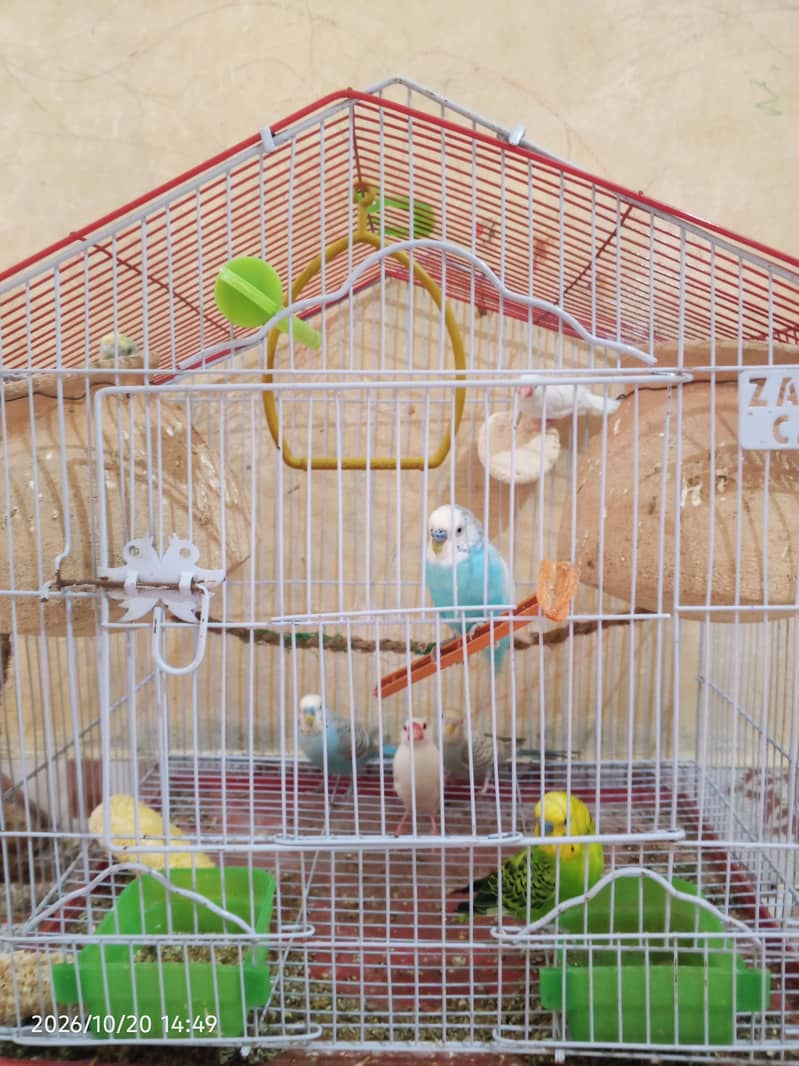cocktail lovebirds java finch Australian pegging  alll bird's and cags 10