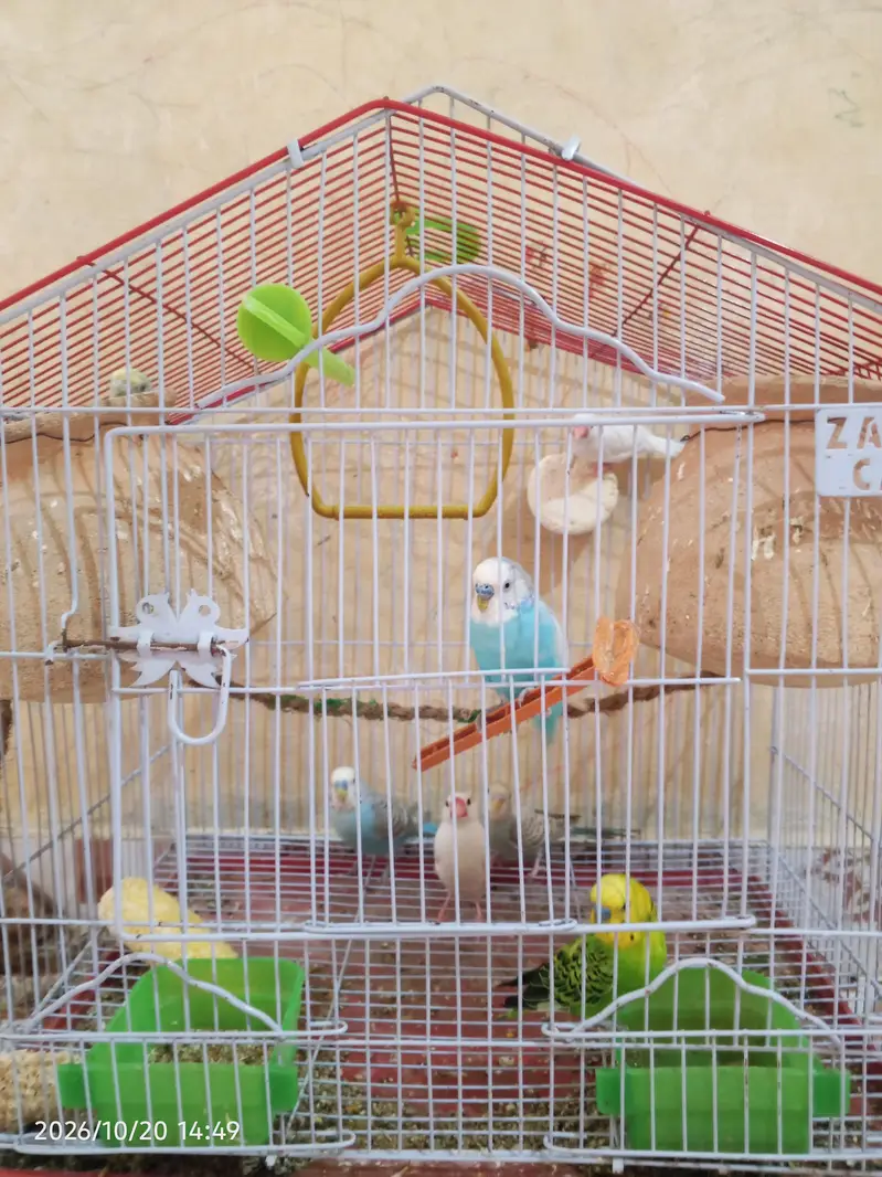 cocktail lovebirds java finch Australian pegging  alll bird's and cags — photo 11