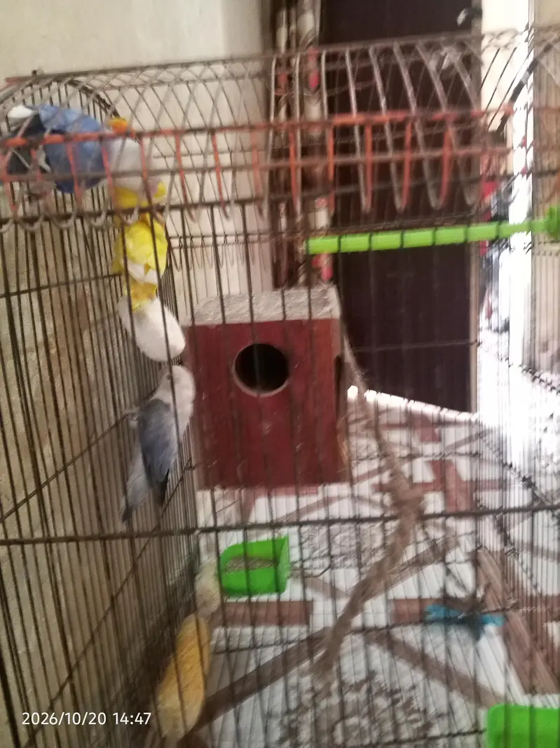 cocktail lovebirds java finch Australian pegging  alll bird's and cags — photo 12
