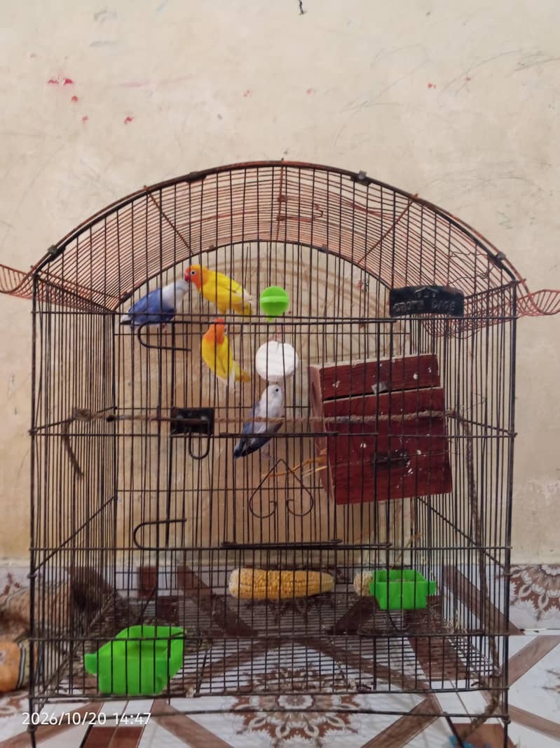 cocktail lovebirds java finch Australian pegging  alll bird's and cags 12