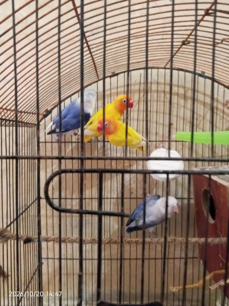 cocktail lovebirds java finch Australian pegging  alll bird's and cags 13