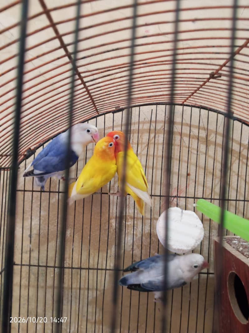 cocktail lovebirds java finch Australian pegging  alll bird's and cags 14
