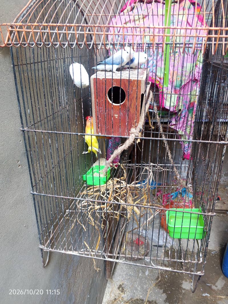 cocktail lovebirds java finch Australian pegging  alll bird's and cags 15
