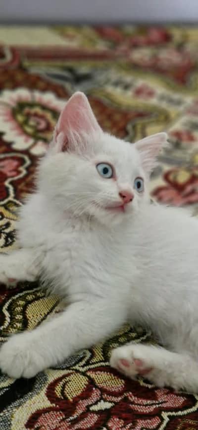 White Persian Cat for Sale – 3 Months Old, Vaccinated