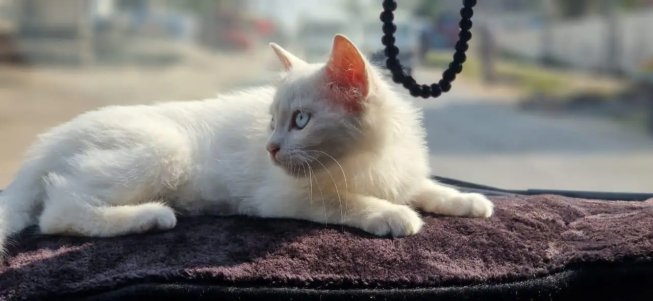 White Persian Cat for Sale – 3 Months Old, Vaccinated — photo 2